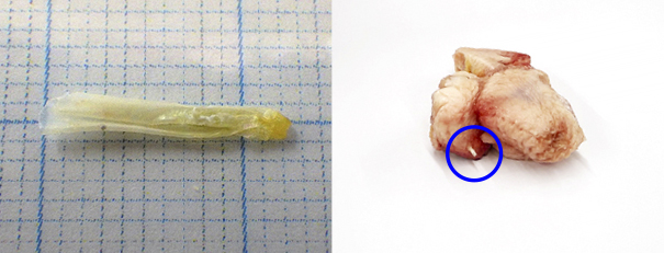 ぼんじりの説明画像